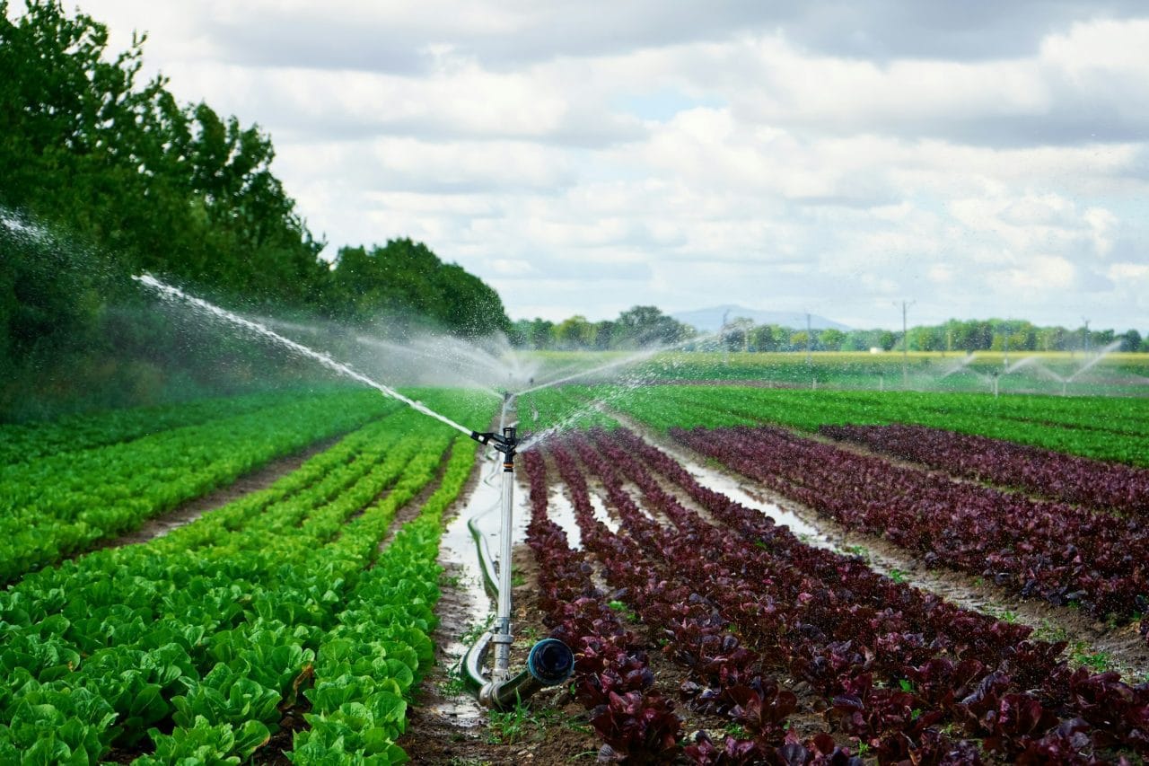 sprinkler of irrigation system at field